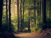 'Hercegbosanske šume' Kupres priključene najvećem EU projektu pošumljavanja