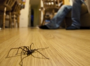 Znanstvenici otkrili: Nikada ne ubijajte pauka kojeg ste pronašli u domu