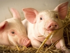 Znate li što je zajedničko svinjama i ljudima?
