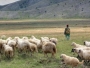 Pastira ni za lijeka: Nitko neće čuvati stoku ni za plaću od 1.500 KM