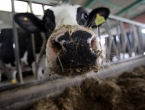BiH pregovara s Rusima: Izvozit će se meso i mliječni proizvodi