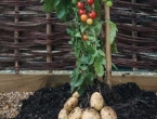 2u1: Biljka rađa i krumpir i rajčicu