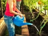 Pravilno zalijevanje paradajza nakon sadnje ključan je za uspješan uzgoj