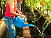 Pravilno zalijevanje paradajza nakon sadnje ključan je za uspješan uzgoj