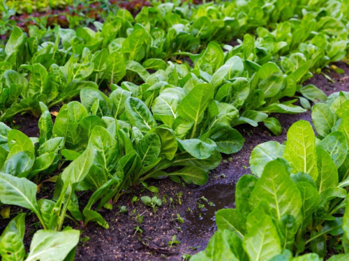 Otrovi na tanjuru: Evo kako se riješiti pesticida s voća i povrća