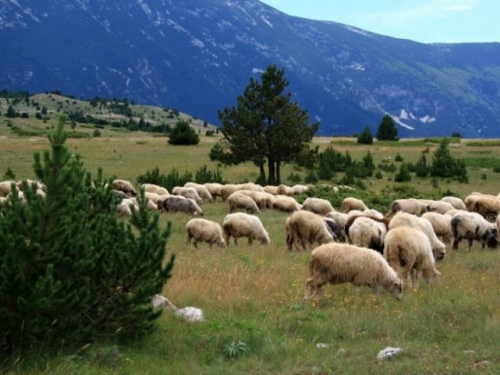 Profesor pedagogije ostavio gradski život, uzgaja ovce