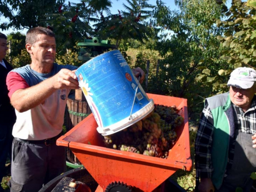 FOTO: Zora i Slavko Bošnjak iz Rame postali pravi vinogradari