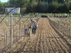 VIDEO: Miroslav Škoro posadio prvi vinograd u Središnjoj Bosni