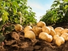 5 tajni: Kako iz jednog grma dobiti nekoliko kilograma krumpira