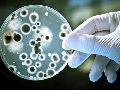 Otapaju se smrtonosne bakterije stare milijune godina