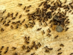 Evo kako se jednostavno riješiti mrava