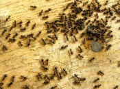 Evo kako se jednostavno riješiti mrava