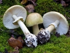 Pronađen protuotrov za najsmrtonosniju gljivu?