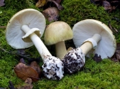 Pronađen protuotrov za najsmrtonosniju gljivu?