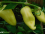 Paprika: Savjeti za pravilno branje i očuvanje kvalitete plodova