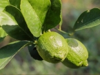 Uzgoj limuna: Zašto plod ostaje zelen