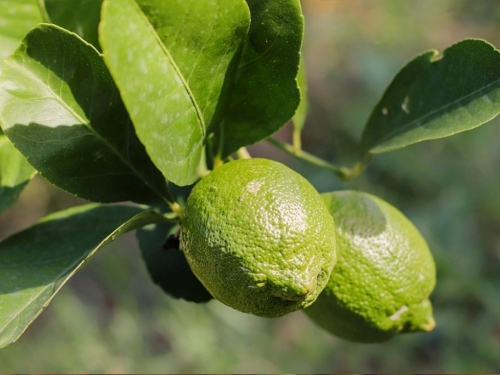 Uzgoj limuna: Zašto plod ostaje zelen