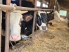 FBiH: Tijekom prosinca veća proizvodnja kravljeg mlijeka, sira i pavlake