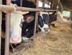 FBiH: Tijekom prosinca veća proizvodnja kravljeg mlijeka, sira i pavlake