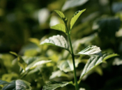 Biljka koju mnogi sade s oduševljenjem, a kasnije zažale: zašto je metvica noćna mora vrta