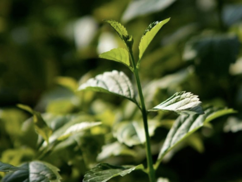 Biljka koju mnogi sade s oduševljenjem, a kasnije zažale: zašto je metvica noćna mora vrta