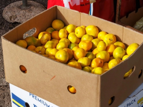 Jedemo li otrovne mandarine? U hrvatskim mandarinama pronađen opasni pesticid