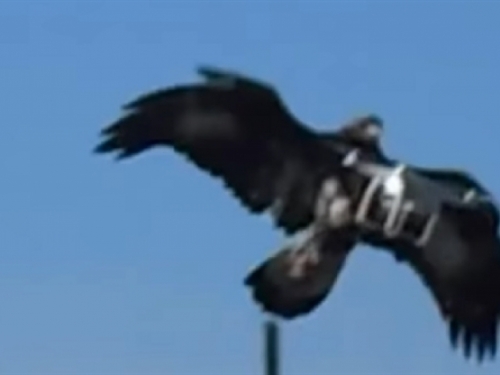 VIDEO: Teroristi napadaju dronovima, a Francuzi ih uništavaju orlovima