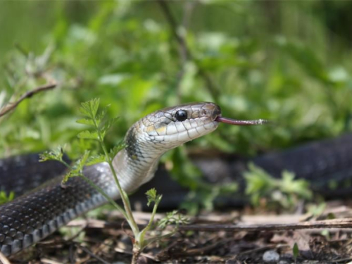Kako zaštititi kuće i dvorišta od zmija?