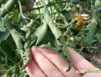 Uvijanje listova paradajza: Ovo su razlozi