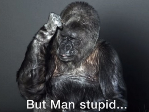 Poruka: Gorila Koko obratila se cijelom svijetu na znakovnom jeziku