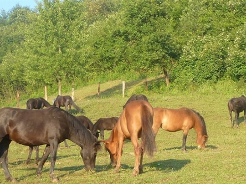 Na Jablaničkom jezeru osnovana ergela za uzgoj bosanskog brdskog konja