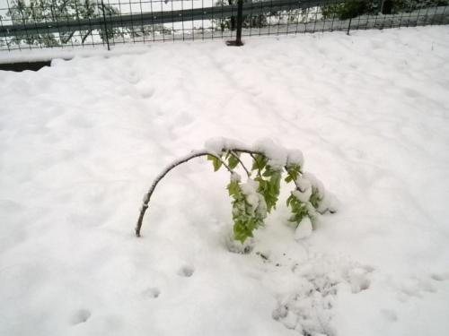 FOTO: Proljetni snijeg zabijelio Ramu