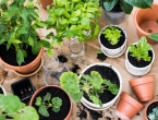 Vrtlarstvo smanjuje stres i pomaže protiv demencije
