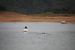 FOTO: Na Ramskom jezeru održana 10. veslačka regata