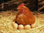 Što utječe na povećanje nosivosti jaja?