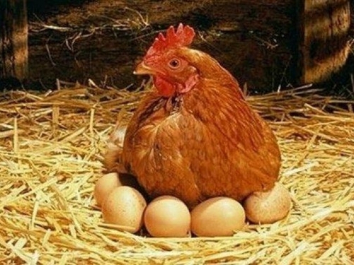 Što utječe na povećanje nosivosti jaja?
