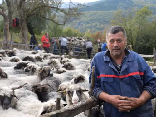 VIDEO: Napustili Njemačku, vratili se svojim ovcama!