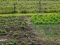 Najekonomičnije povrće koje možete uzgajati u vrtu