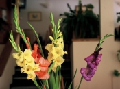 Idealan mjesec za sadnju cvijeća: Probajte ovog proljeća s gladiolama
