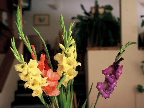 Idealan mjesec za sadnju cvijeća: Probajte ovog proljeća s gladiolama