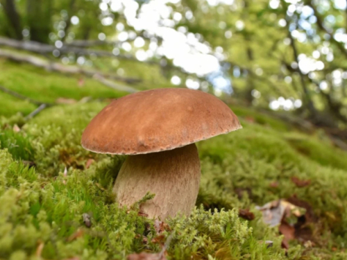 Počela je berba vrganja: Posebno pazite na ovu gljivu