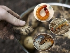 Kako zaštiti krumpir od zemljišnih štetočina?