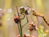 Ovaj kukac je pravi terminator komaraca iz vašeg vrta - evo kako ga privući