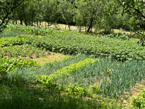 6 znakova toplinskog stresa i 6 načina kako pomoći biljkama