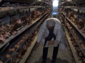 Potraga za domaćim jajima sve veća, a opstojnost farmi u Hercegovini upitna