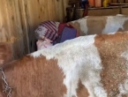 Snimka bake s njenim kravama rasplakala je ljude