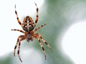 Znanstvenici preporučuju da nikad ne ubijamo pauke u svojim domovima, pojasnili su i zašto