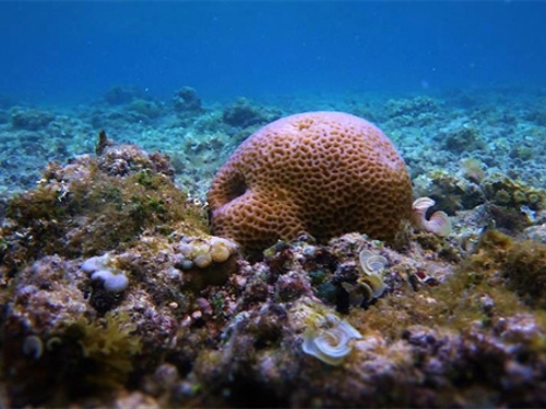 Oceanima će zavladati ribe opasne po biološku ravnotežu