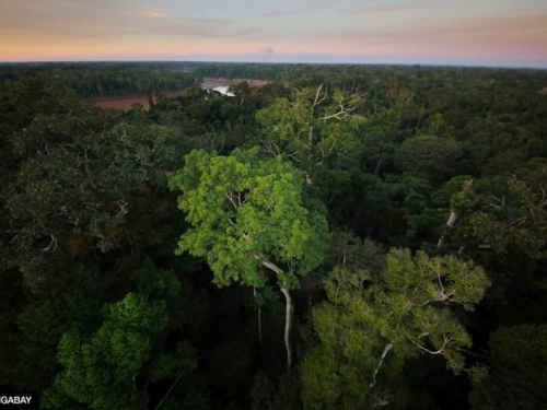 Amazonsku prašumu stvorio asteroid koji je ubio dinosaure