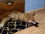 Lisica se udomaćila u kući fojničke obitelji